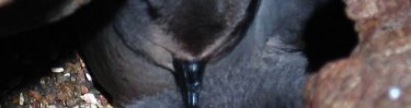 Ashy Storm-petrel with baby chick (Rocky Rudolph)